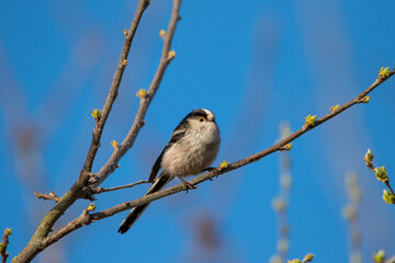 A Long-tailed tit (Aegithalos caudatus) perched in a tree.