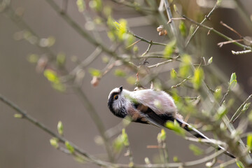 A Long-tailed tit (Aegithalos caudatus) perched in a tree.