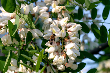 A honey bee collects pollen from an acacia tree in spring. Macro photography. Nature wallpaper and...