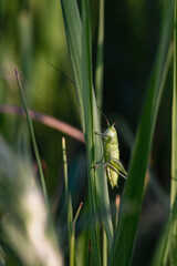 locust sits on the grass in the spring meadow