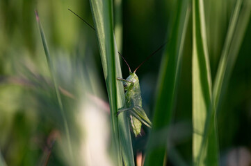 locust sits on the grass in the spring meadow