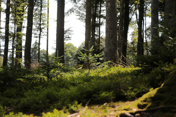 Obraz premium Detailaufnahme im Schwarzwald im Sommer