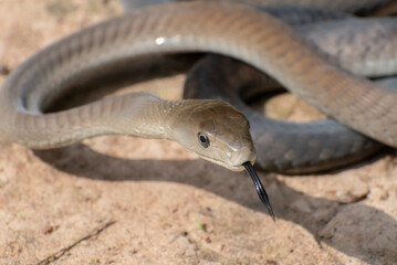 Black Mamba (Dendroaspis polylepis)