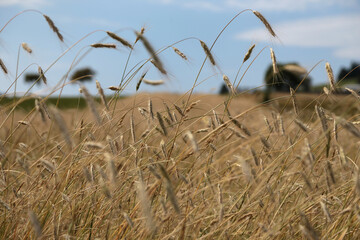 Kornfeld im Sommer bei blauen Himmel mit Wolken