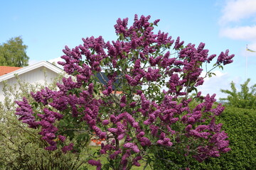 Many flowers at lilac tree, Sweden