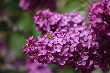 Purple blooming lilac branch and a bee, Sweden