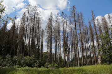 Kranke Fichten im Schwarzwald im Sommer