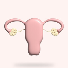 3d rendering illustration human internal organ uterus