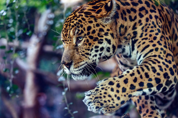 Beautiful leopard close-up portrait, Panthera pardus, over green background