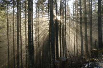 Morning sun rays break through the pine forest by Morskie Oko, in Tatra mountains, Poland