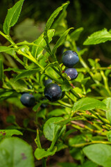 Ripe blueberries hanging from a bush ready to be picked and eaten.