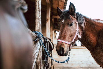 Fototapeta premium Close-up of a beautiful brown horse tied to the stable fence.