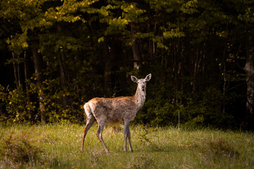 Female Red deer, cervus elaphus in the morning in the middle of meadow , useful for aarticles and hunting papers