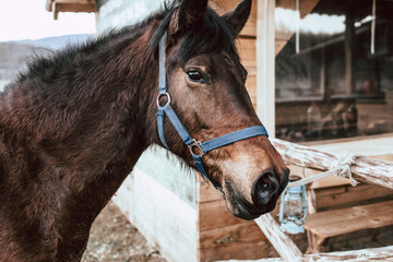 Close-up  of a beautiful brown horse tied to the stable fence.