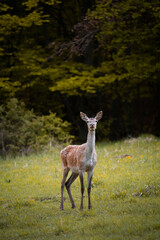 Female Red deer, cervus elaphus in the morning in the middle of meadow , useful for aarticles and hunting papers