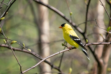 Fototapeta premium American goldfinch bird perched on branch. Identification.