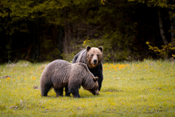 Male and female brown bears ( ursus arctos ) during rut in autumn colorful nature near forest.Wild Slovakia,useful for magazines