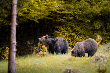 Male and female brown bears ( ursus arctos ) during rut in autumn colorful nature near forest.Wild Slovakia,useful for magazines
