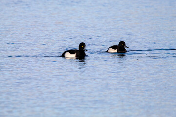 A family of Black Tufted ducks on a lake during very low temperature conditions. These ducks were...