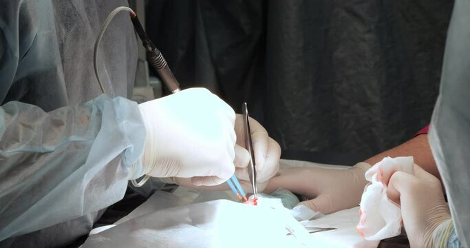 In a veterinary clinic, a doctor removes a tumor from a mouse under inhalation anesthesia. A veterinarian performs surgery on a pet mouse using an electrocautery to stop the bleeding.
