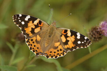 Closeup on a colorful and fresh emerged Painted lady butterfly, Vanessa cardui, sitting on top of the vegetation with spread wings