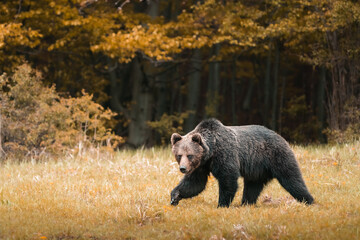 Obraz na płótnie Canvas Brown bear very close in wild nature during rut,colorful nature near forest,wild Slovakia, useful for magazines and papers
