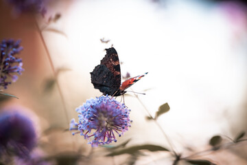 Beautiful peacock butterfly sitting on nice flower in the garden,beautiful background for computer screen or mobile screen, amazing close up view on butterfly 