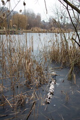 A birch log frozen in ice on a winter lake among reeds