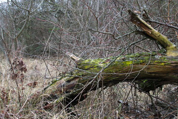 A fallen tree overgrown with moss in dense thickets