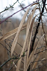 Reed leaves in tree branches