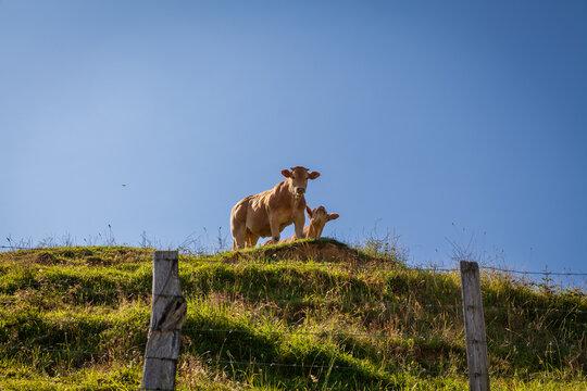 cows in the aldudes shot from below
