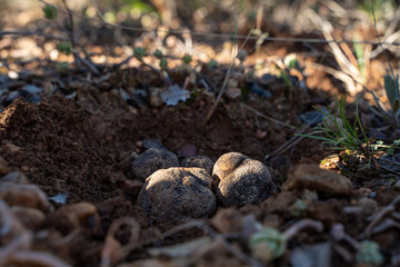 Trufas en su agujero. High quality photo
