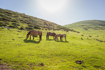aldudes landscape