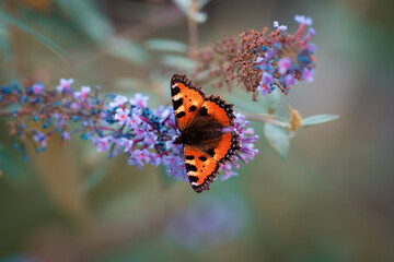 Beautiful peacock butterfly sitting on nice flower in the garden,beautiful background for computer screen or mobile screen, amazing close up view on butterfly 