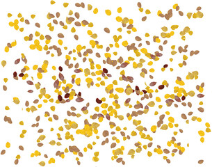 Birch leaves are seen falling in autum in an illustration that is transparent and isolated.