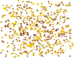 Birch leaves are seen falling in autum in an illustration that is transparent and isolated.