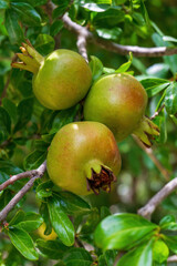 Green pomegranades brewing on a branch