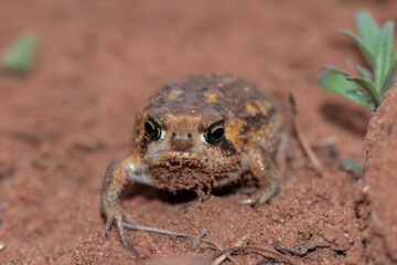 Bushveld rain frog (Breviceps adspersus)