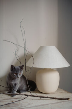 Kleine Katze sitzt auf dem Tisch neben einer Lampe 