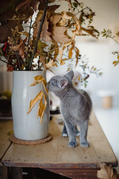 Süße Baby Chartreux Katze  in der Wohnung mit Blumen 