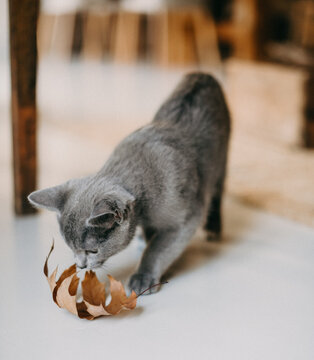 Baby Katze spielt mit Blatt in der Wohnung 
