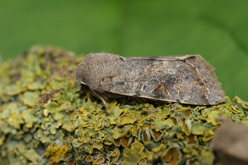 Natural closeup on a the brown colored Clouded Drab owlet moth, Orthosia incerta