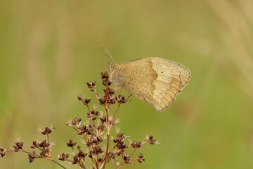 Closeup on a Meadow brown butterfly, Maniola jurtina , hiding in the grass in hte morning with closed wings - obrazy, fototapety, plakaty