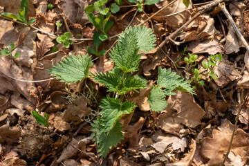 New Stinging nettle growing through the dead leaves.
