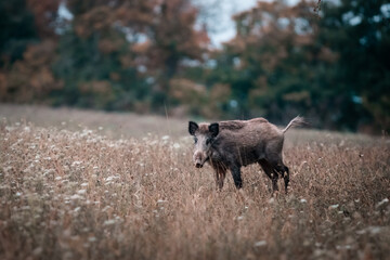 Wild boar in early morning, wildlife, Slovakia