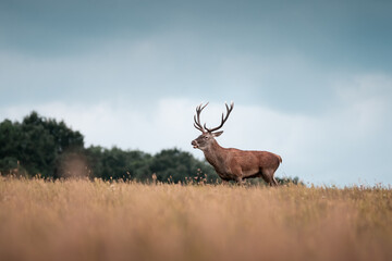 Wild red deer (cervus elaphus) during rut in wild autumn nature, in rut time,wildlife photography...