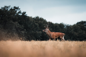 Wild red deer (cervus elaphus) during rut in wild autumn nature, morning fog on the meadow,wildlife photography of animals in natural environment,SlovakiaWild red deer (cervus elaphus) during rut 