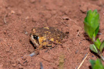 Bushveld rain frog (Breviceps adspersus)