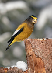 Fototapeta premium Evening grosbeak male bird is quietly perched on the branch of a tree feeding on some sunflower seeds on a cold and frisky winter day.