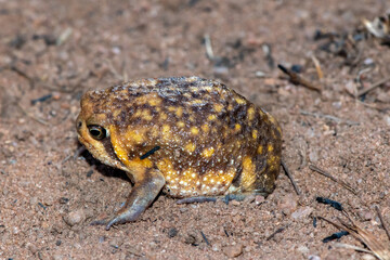 Bushveld rain frog (Breviceps adspersus)